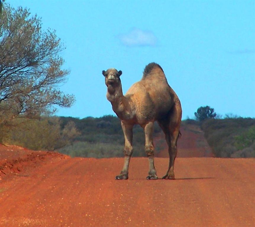 Feral camels can present a significant vehicle hazard, image by B Zeng Feral camels can present a significant vehicle hazard, image by B Zeng
